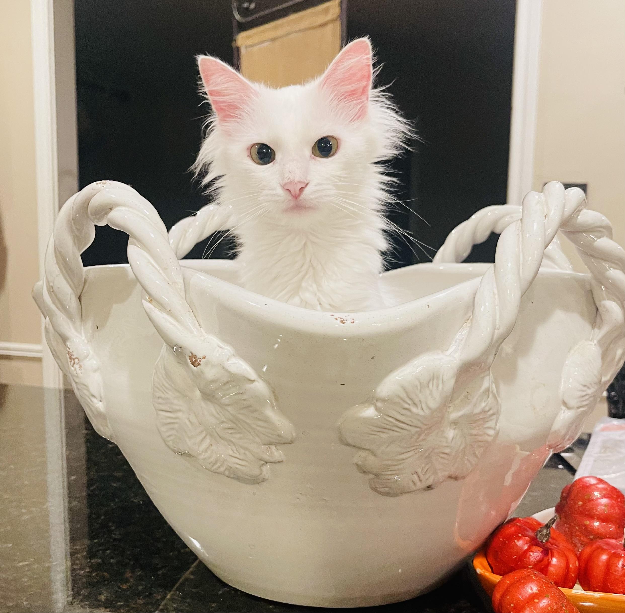Enlarge Angel - Riley Fuzzel Petsmart, a Adoptable Turkish Angora in Spring, TX image 5/6