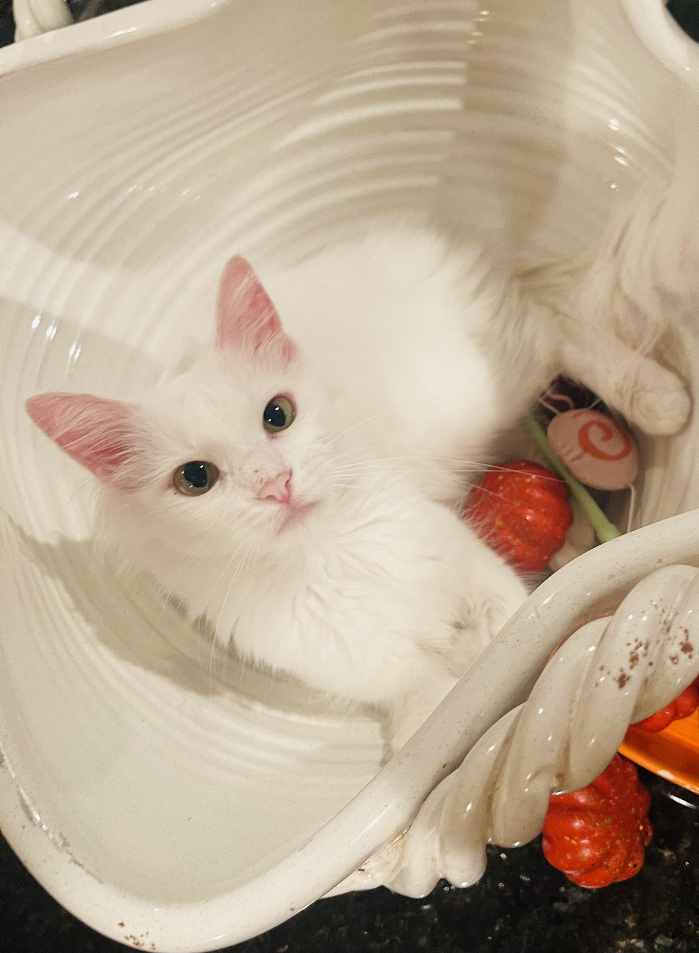 Enlarge Angel - Riley Fuzzel Petsmart, a Adoptable Turkish Angora in Spring, TX image 4/6