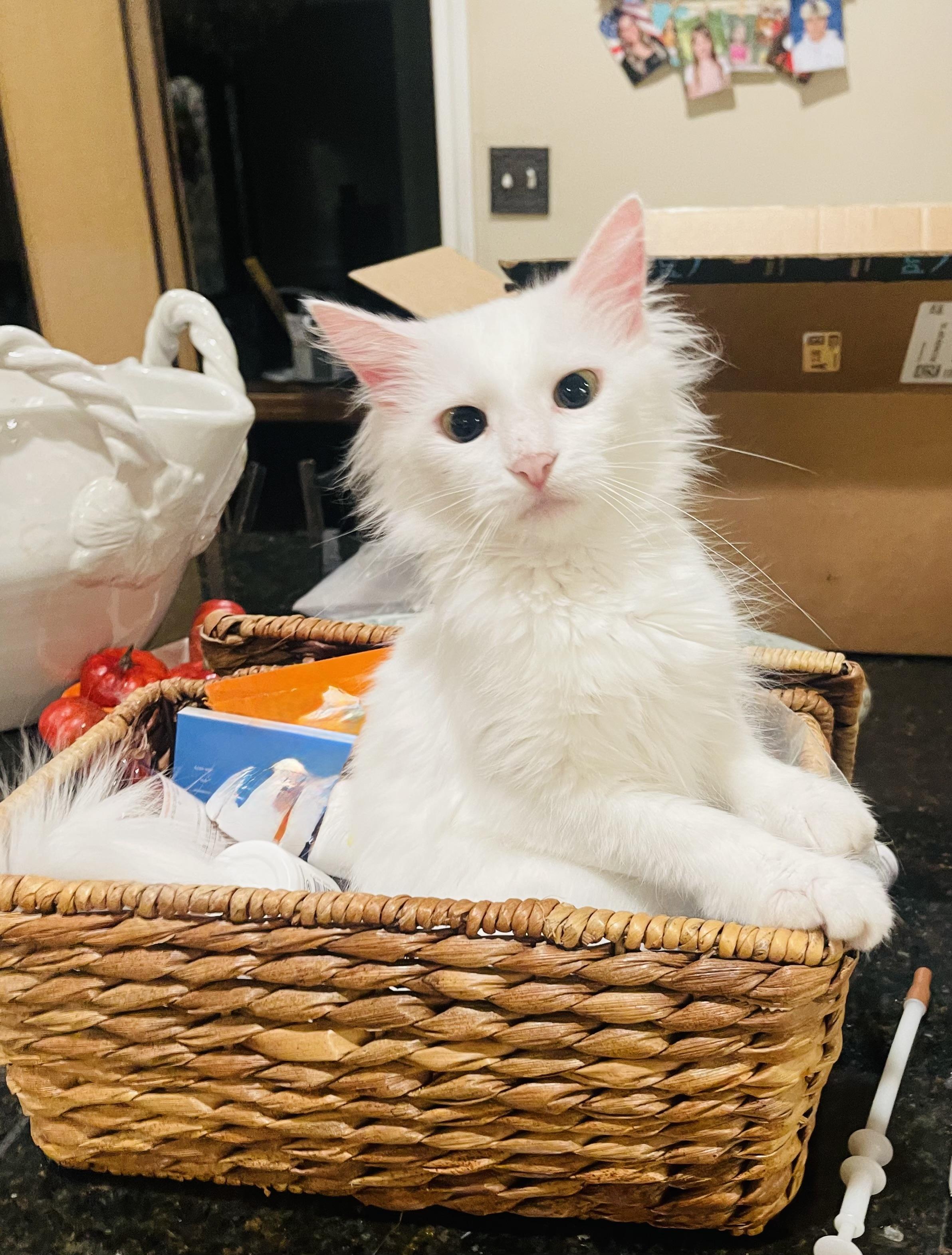 Enlarge Angel - Riley Fuzzel Petsmart, a Adoptable Turkish Angora in Spring, TX image 2/6