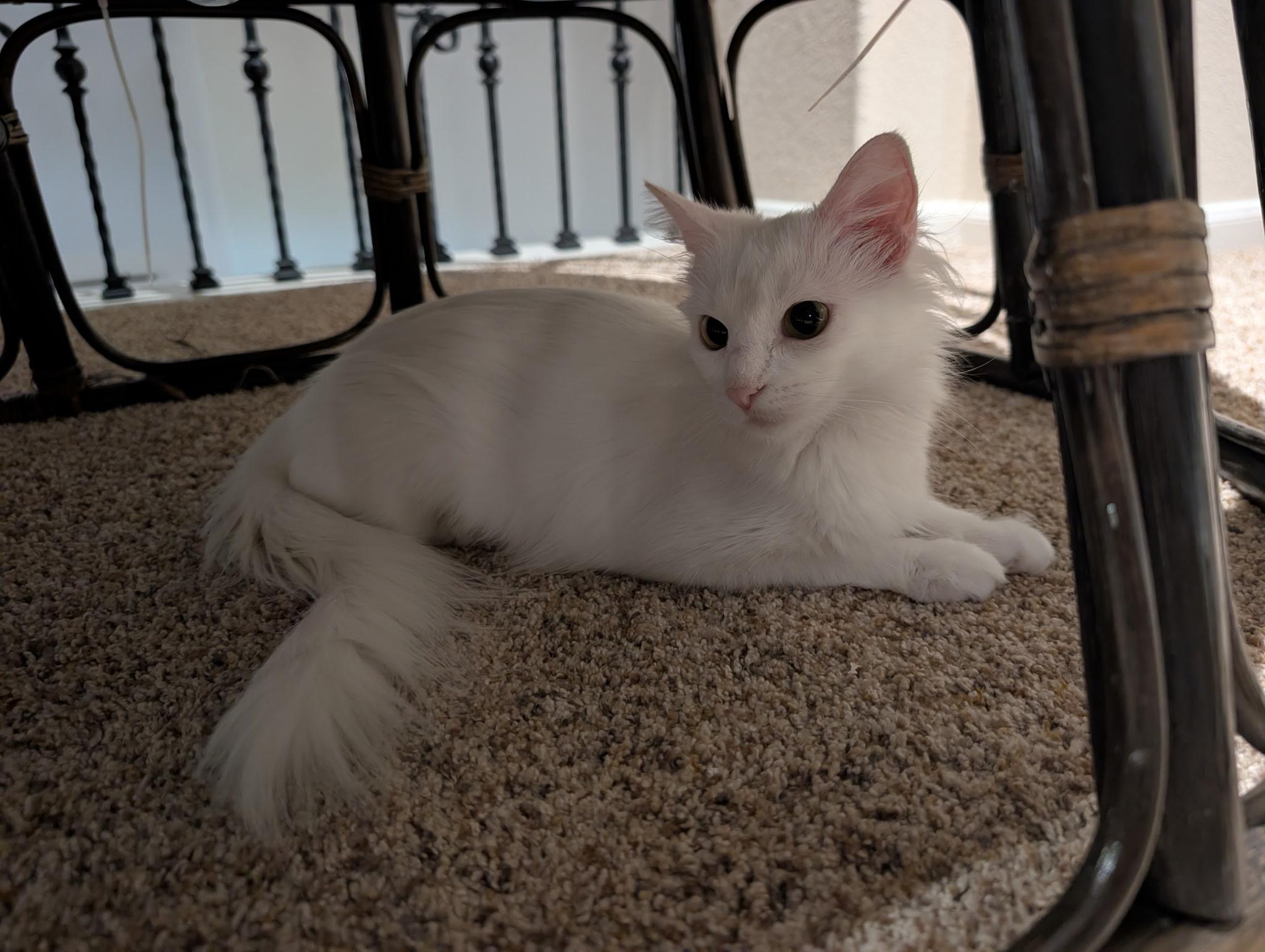 Enlarge Angel - Riley Fuzzel Petsmart, a Adoptable Turkish Angora in Spring, TX image 6/6