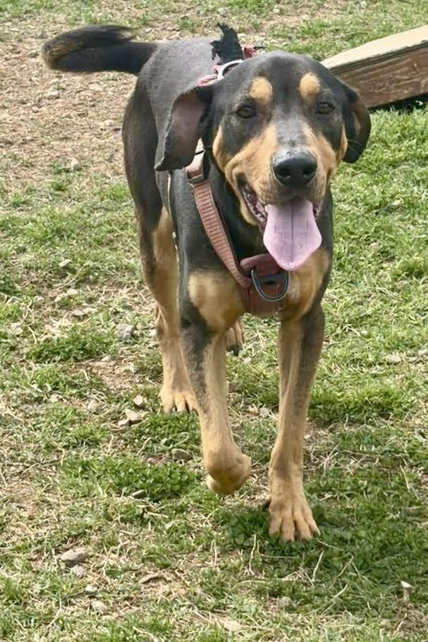 Charlie, Adoptable, Adult Male Mixed Breed.