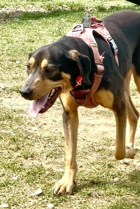 Enlarge Charlie, a Adoptable Mixed Breed in Maryville, TN image 2/3