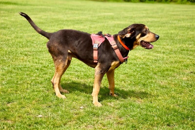 Enlarge Charlie, a Adoptable Mixed Breed in Maryville, TN image 3/3