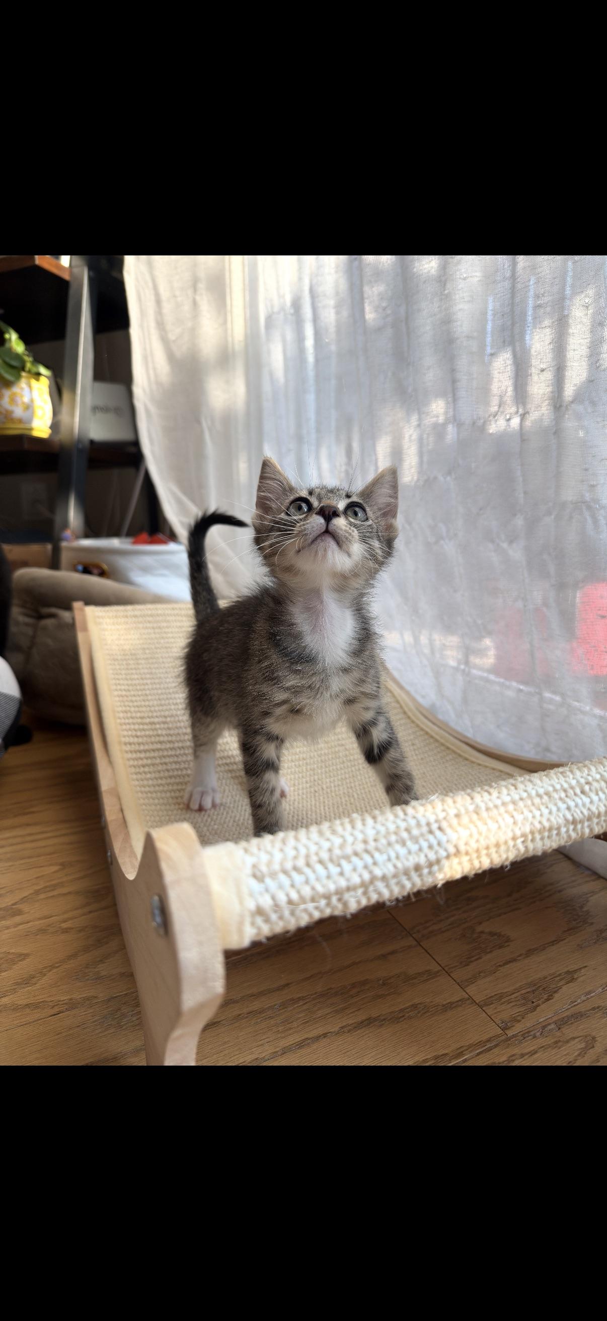 Enlarge Ranger, an adopted Domestic Short Hair in Wilmington, NC image 2/2