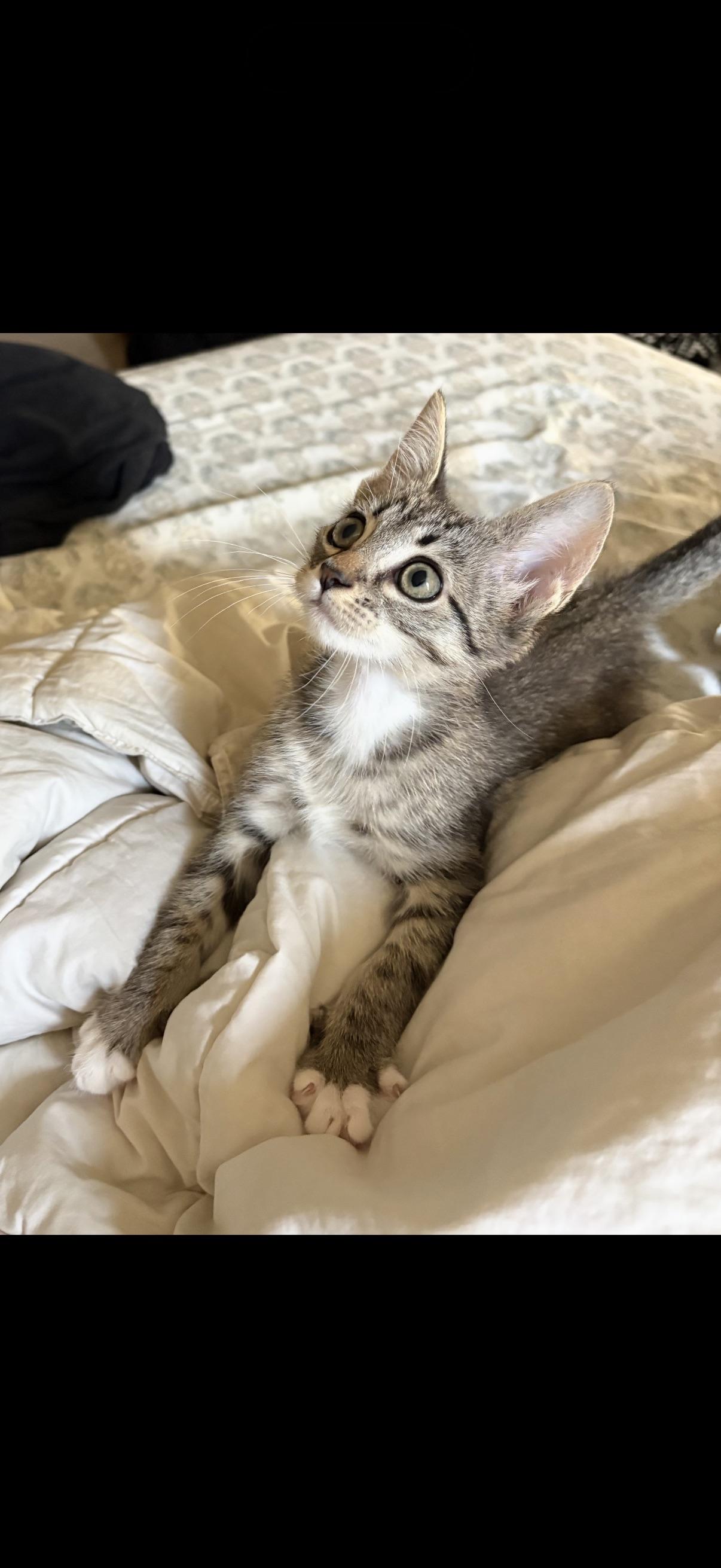 Ranger, adopted, Kitten Male Domestic Short Hair.