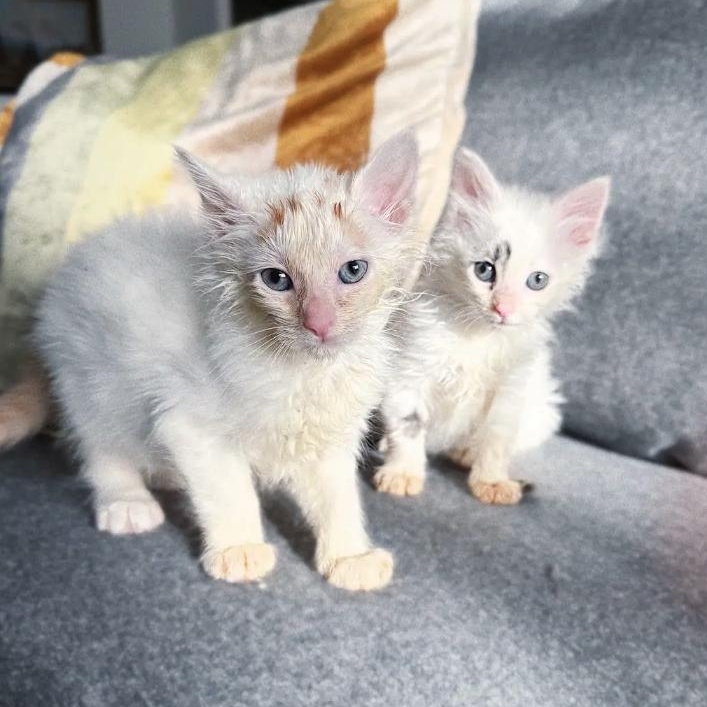 Enlarge Ducky and Chickadee, a Adoptable Domestic Long Hair in LEETONIA, OH image 1/3