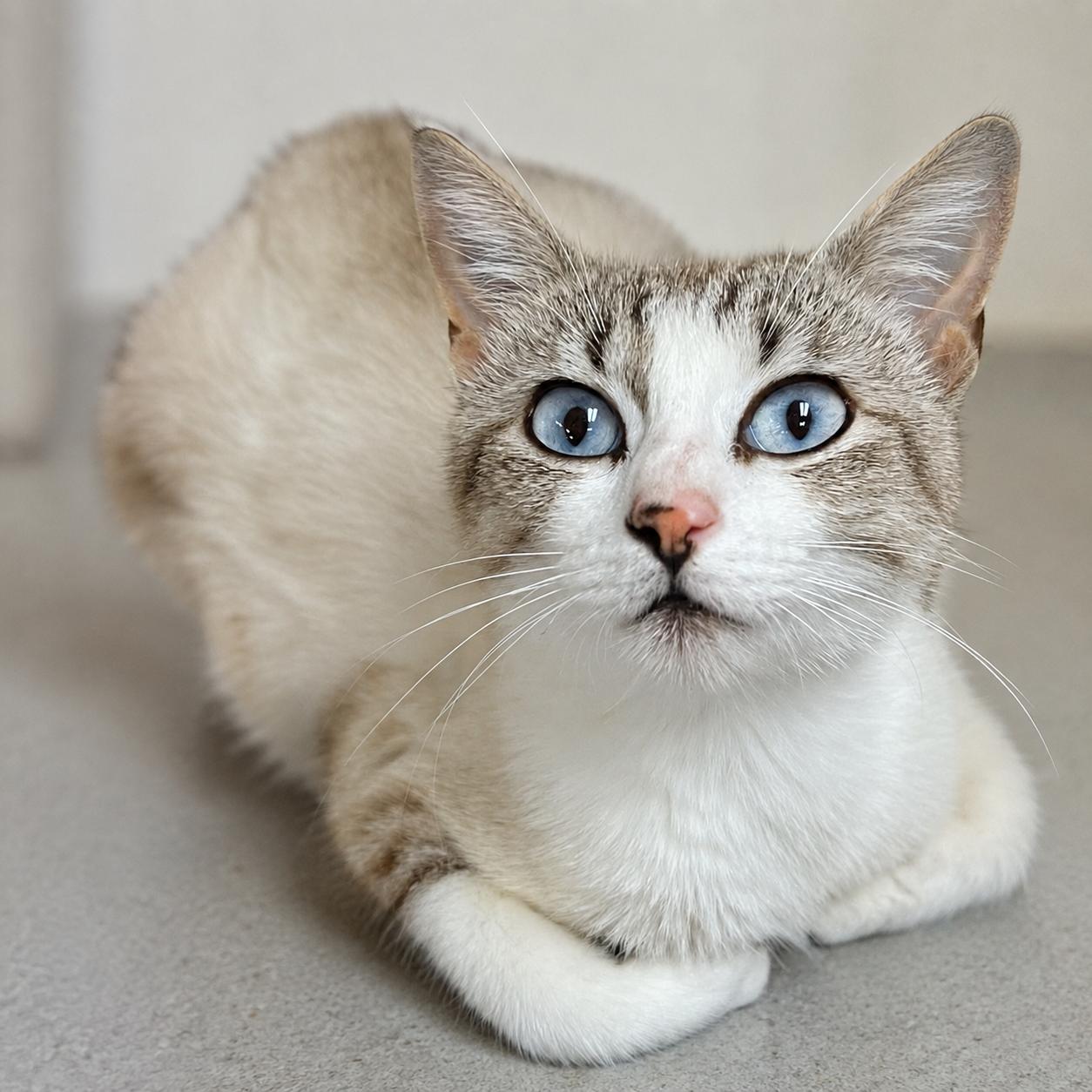 Saiorse, a Adoptable mixed breed in Hillsboro, TX image 1/4