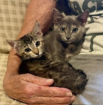 Lovey & Cuddles (Call or text Philippa for more info 404-388-4833), ADOPTABLE, Kitten Female Domestic Short Hair & Tortoiseshell.