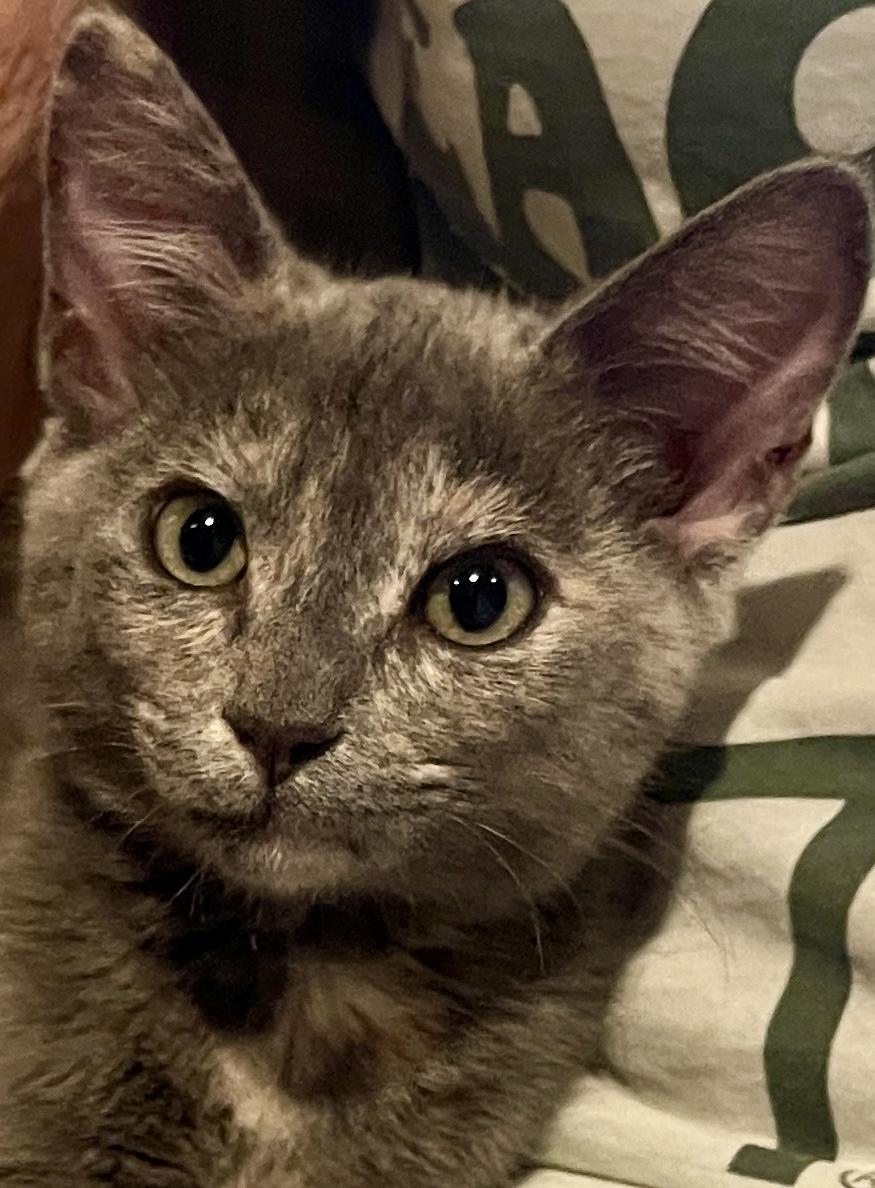 Enlarge Lovey & Cuddles (Call or text Philippa for more info 404-388-4833), a ADOPTABLE mixed breed in Sedona, AZ image 3/6