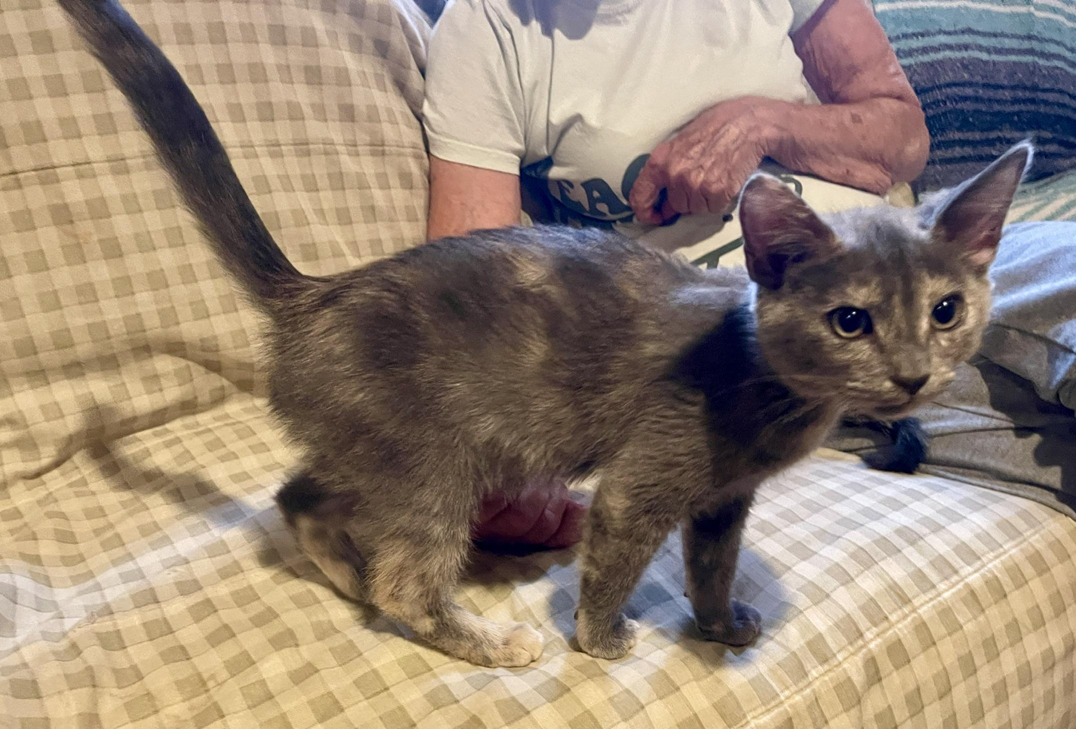 Enlarge Lovey & Cuddles (Call or text Philippa for more info 404-388-4833), a ADOPTABLE mixed breed in Sedona, AZ image 5/6