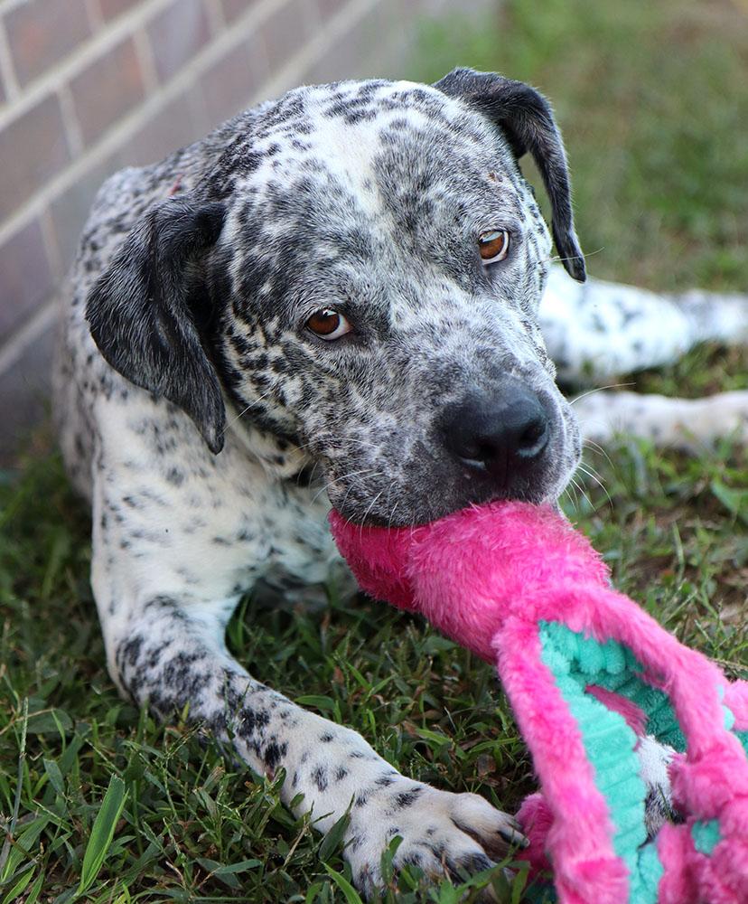 Arnold (AO35019), a Adoptable mixed breed in Kansas City, KS image 2/6
