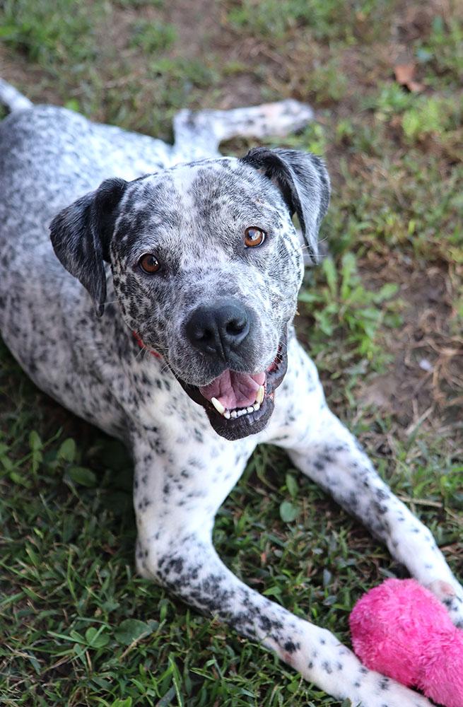 Arnold (AO35019), a Adoptable mixed breed in Kansas City, KS image 3/6