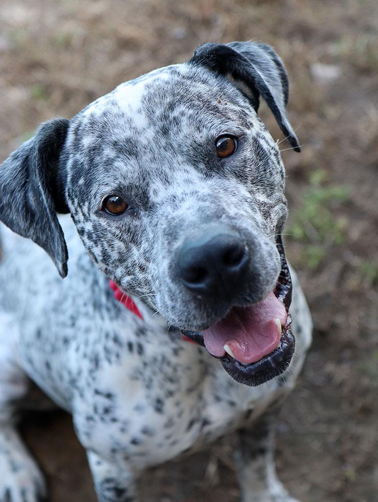 Arnold (AO35019), a Adoptable mixed breed in Kansas City, KS image 1/6