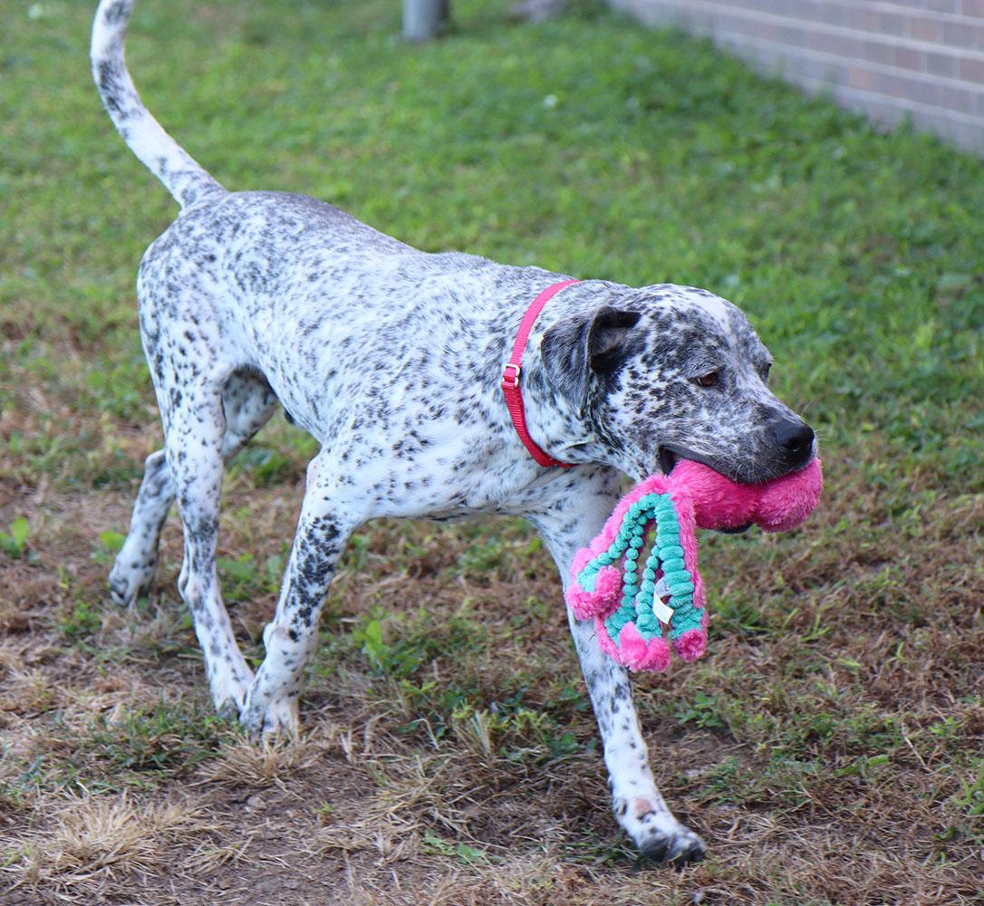 Arnold (AO35019), a Adoptable mixed breed in Kansas City, KS image 4/6