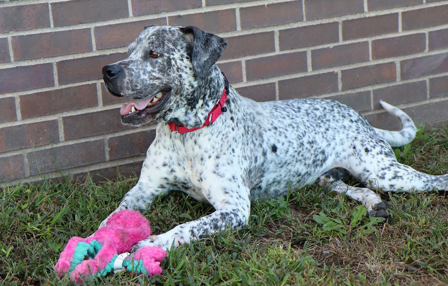 Arnold (AO35019), a Adoptable mixed breed in Kansas City, KS image 5/6