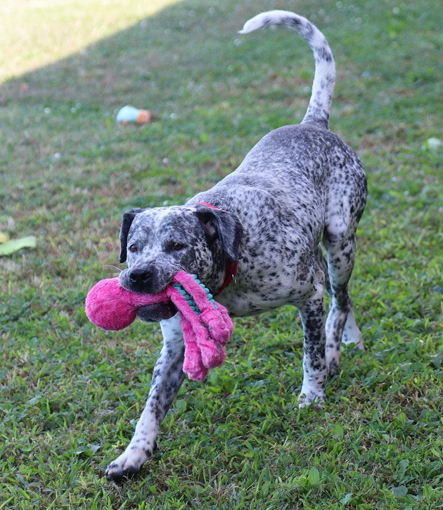 Arnold (AO35019), a Adoptable mixed breed in Kansas City, KS image 6/6