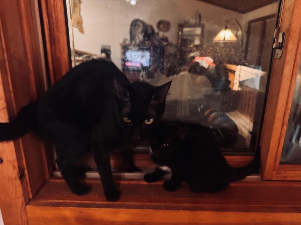Pyewacket (Previously Baby Girl), a Adoptable mixed breed in Lafayette, CO image 1/4