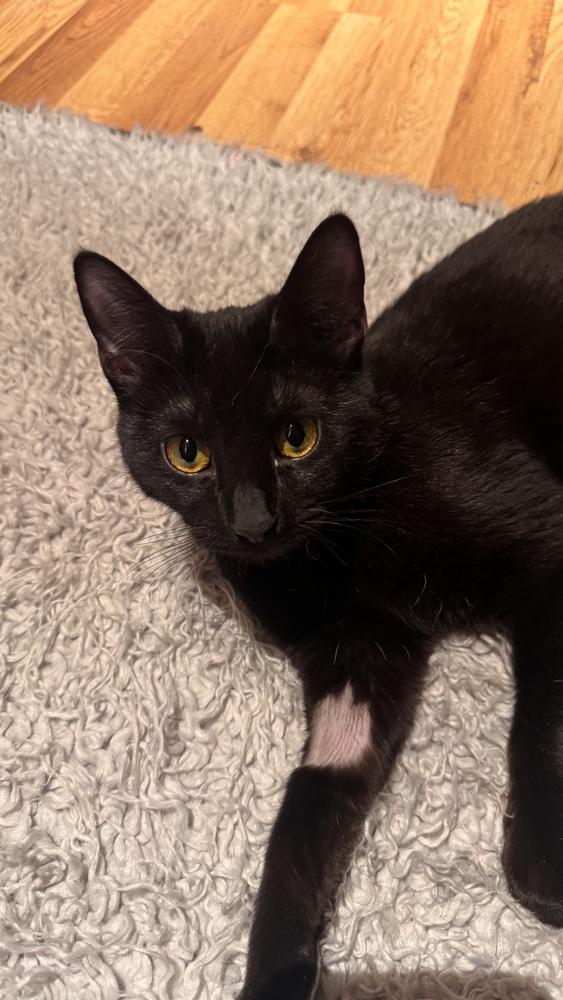 Pyewacket (Previously Baby Girl), a Adoptable mixed breed in Lafayette, CO image 2/4
