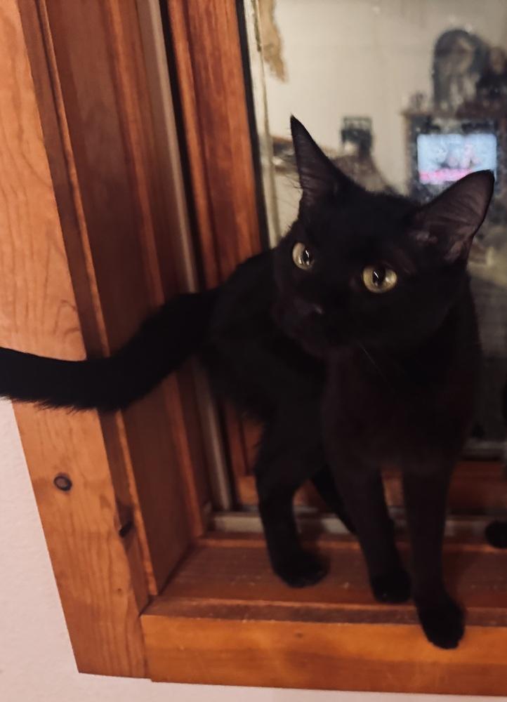 Pyewacket (Previously Baby Girl), a Adoptable mixed breed in Lafayette, CO image 3/4