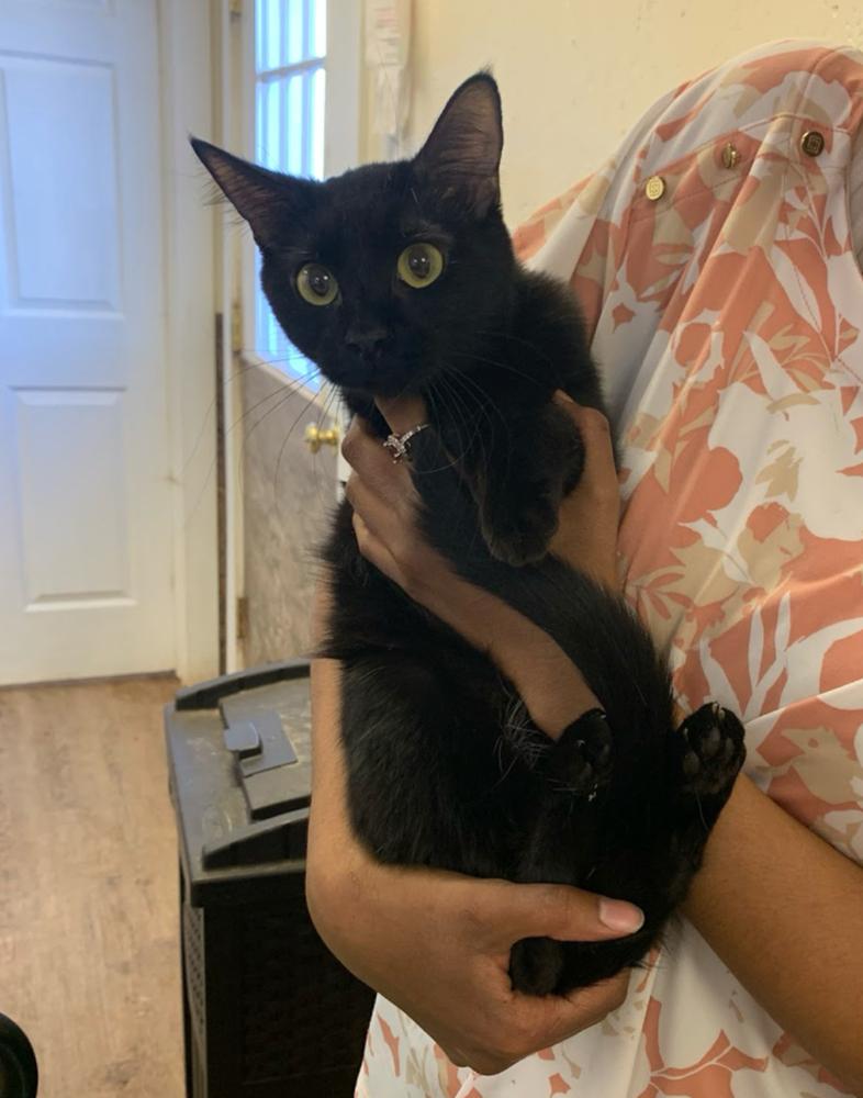 Pyewacket (Previously Baby Girl), a Adoptable mixed breed in Lafayette, CO image 4/4