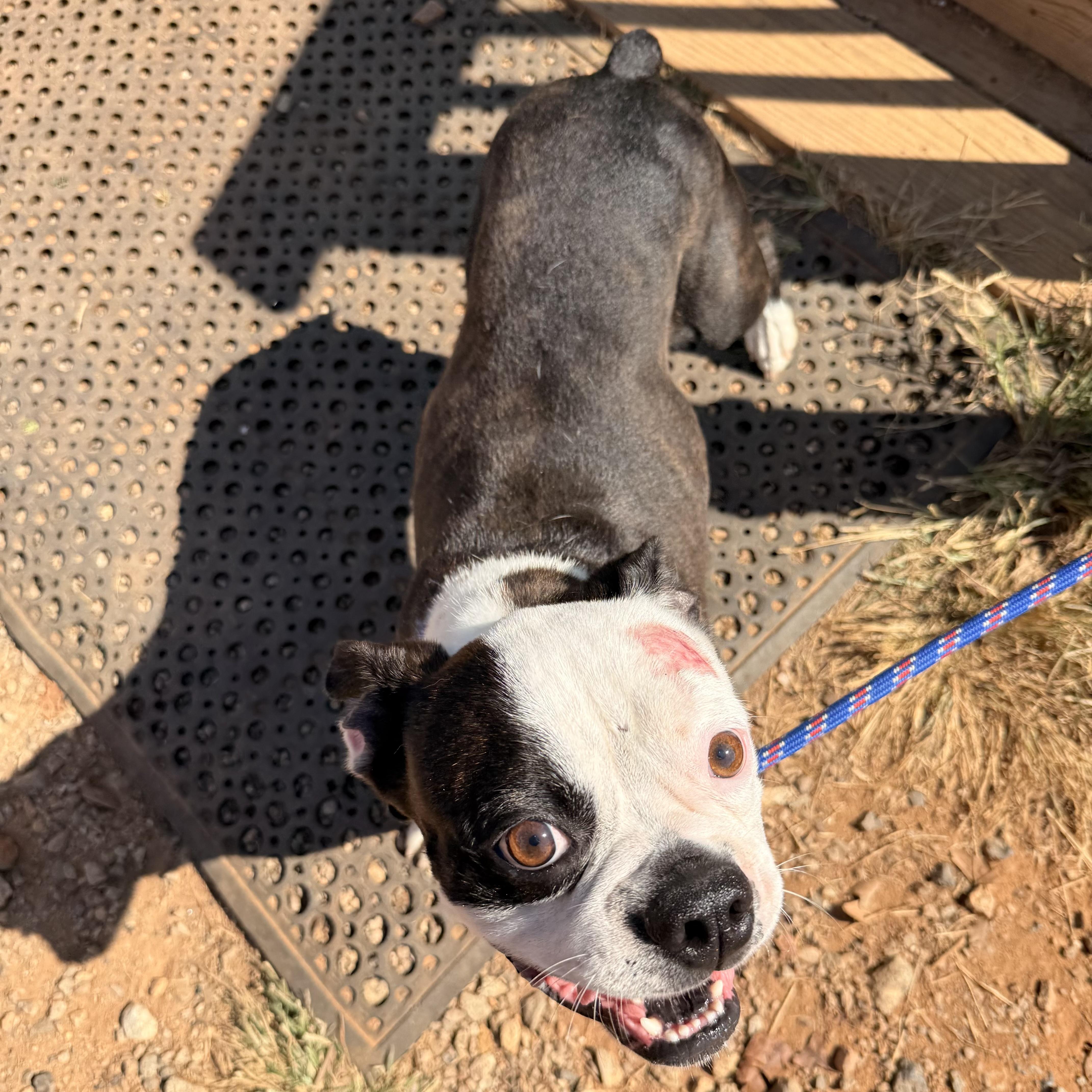 Enlarge Crumpet, a Adoptable mixed breed in Stowe, VT image 2/5