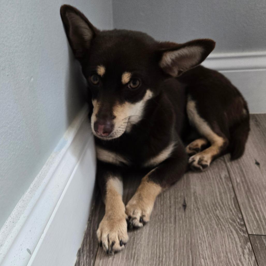 Monkey, Adoptable, Young Female Chihuahua.