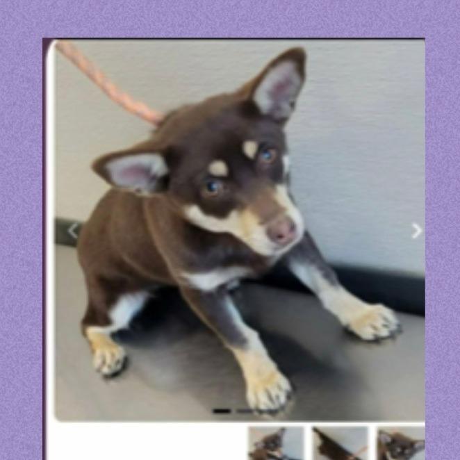 Enlarge Monkey, a Adoptable Chihuahua in Loves Park, IL image 1/1