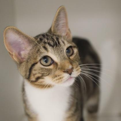 Tyler, Adoptable, Kitten Male Domestic Short Hair & Domestic Short Hair.