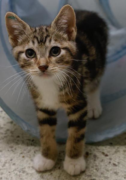 Enlarge Tyler, a Adoptable mixed breed in Verona, WI image 2/3