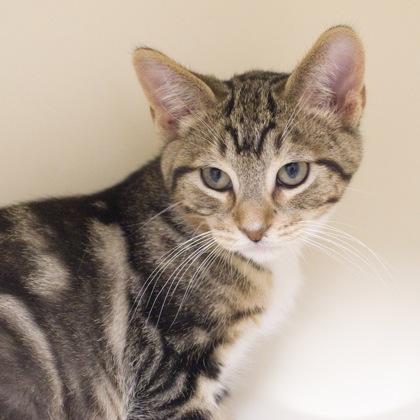 Enlarge Tyler, a Adoptable mixed breed in Verona, WI image 3/3