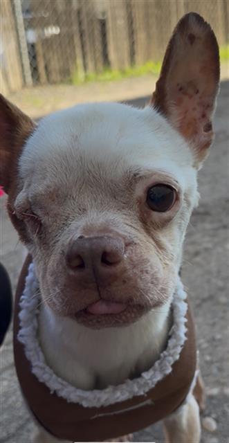 BUCK, Adoptable, Adult Male Boston Terrier.