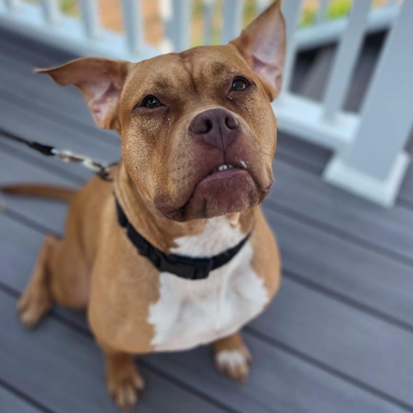 Redd, a ADOPTABLE Pit Bull Terrier in Philadelphia, PA image 5/6
