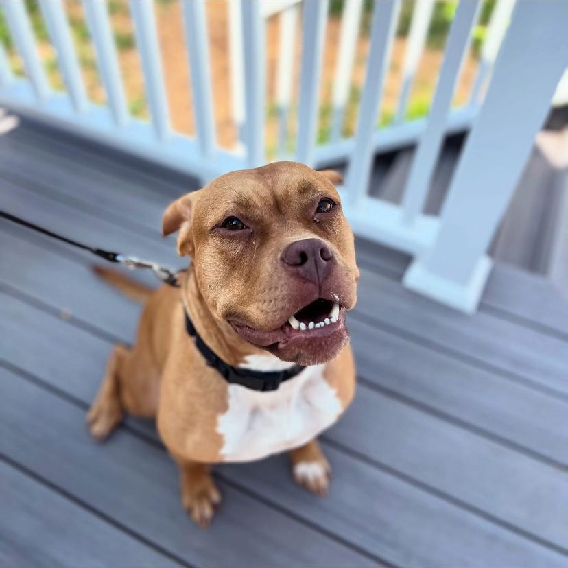 Redd, a ADOPTABLE Pit Bull Terrier in Philadelphia, PA image 6/6