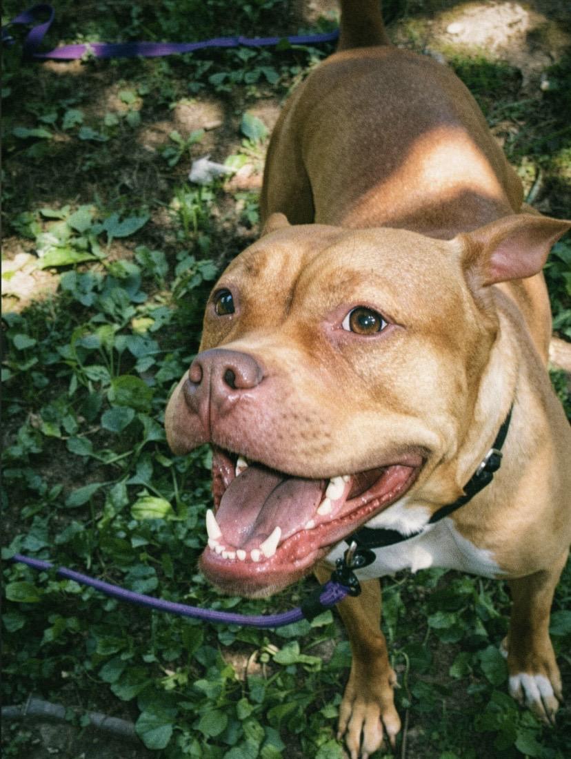 Enlarge Redd, a ADOPTABLE Pit Bull Terrier in Philadelphia, PA image 3/3