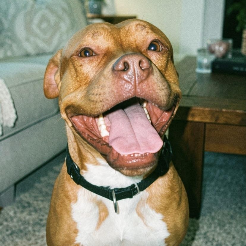 Redd, ADOPTABLE, Adult Male Pit Bull Terrier.