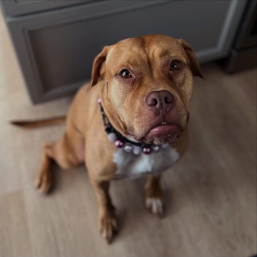 Redd, ADOPTABLE, Adult Female Pit Bull Terrier.