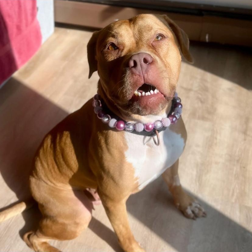 Redd, a ADOPTABLE Pit Bull Terrier in Philadelphia, PA image 3/6