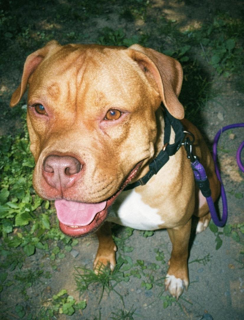 Enlarge Redd, a ADOPTABLE Pit Bull Terrier in Philadelphia, PA image 2/3