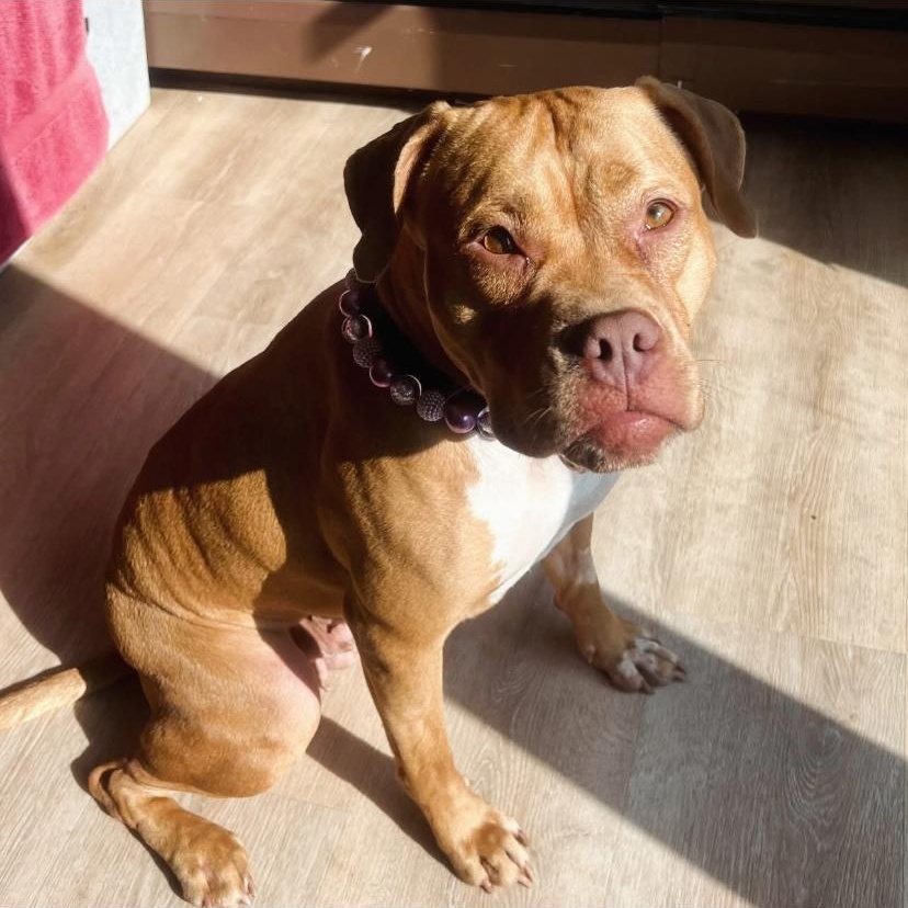 Redd, a ADOPTABLE Pit Bull Terrier in Philadelphia, PA image 2/6