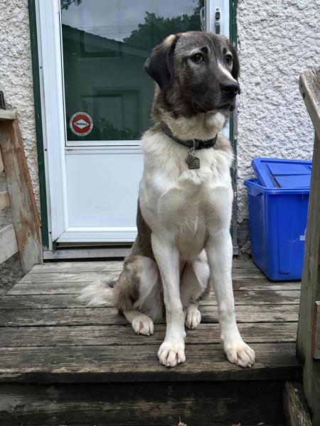 Enlarge Lily, a Adoptable mixed breed in Winnipeg, MB image 1/1