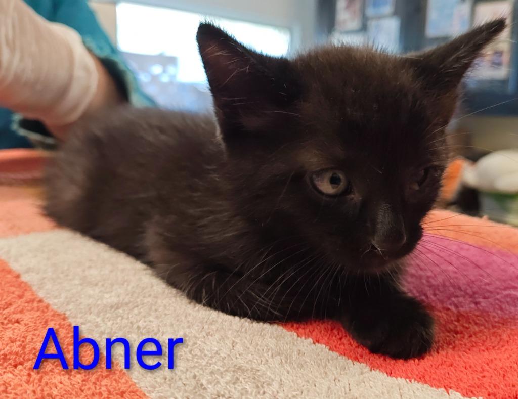 Abner, Adoptable, Kitten Male Domestic Short Hair.