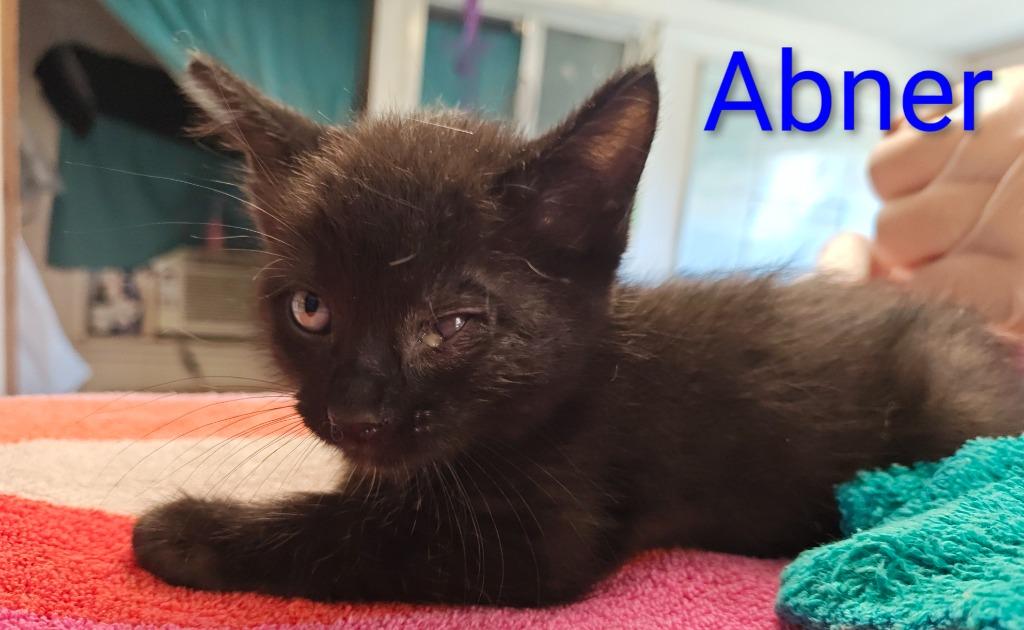Enlarge Abner, a Adoptable mixed breed in Mena, AR image 2/2