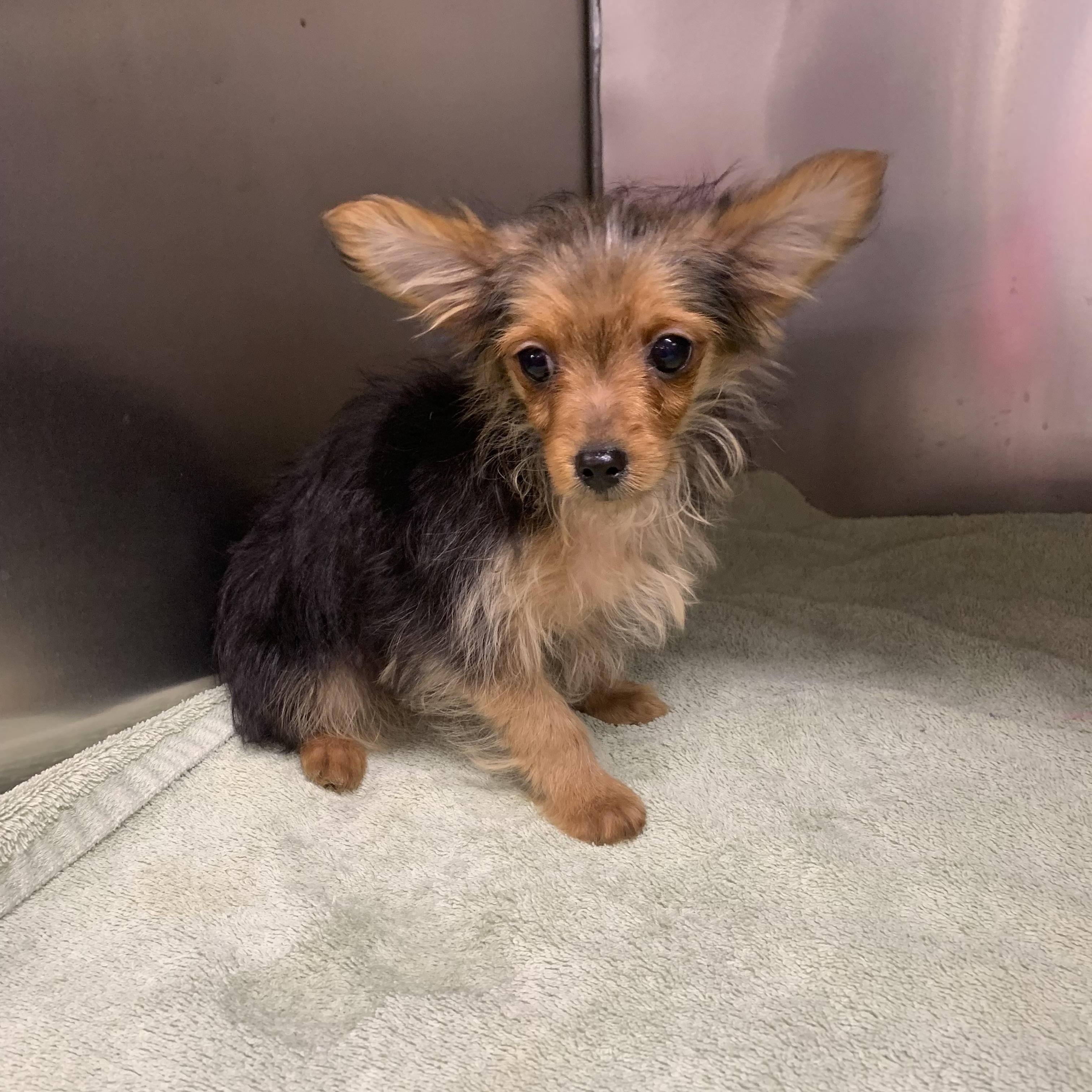 Willie , ADOPTABLE, Puppy Male Chorkie.