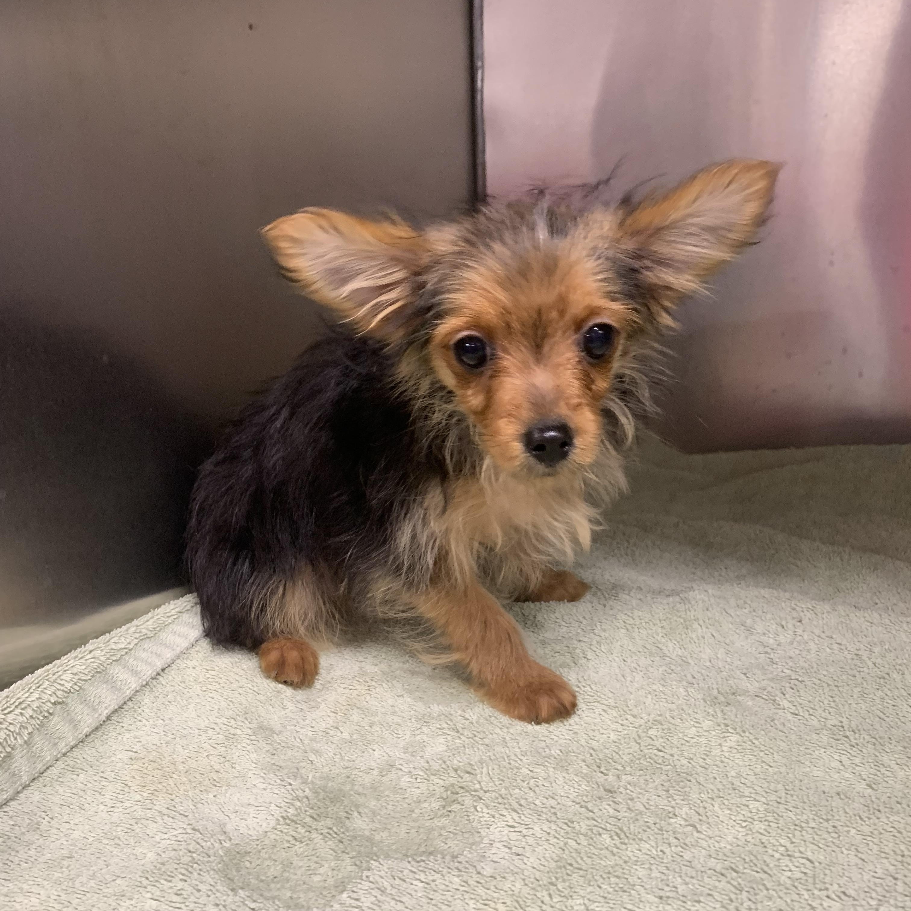 Willie , a ADOPTABLE Chorkie in Richmond, VA image 2/4