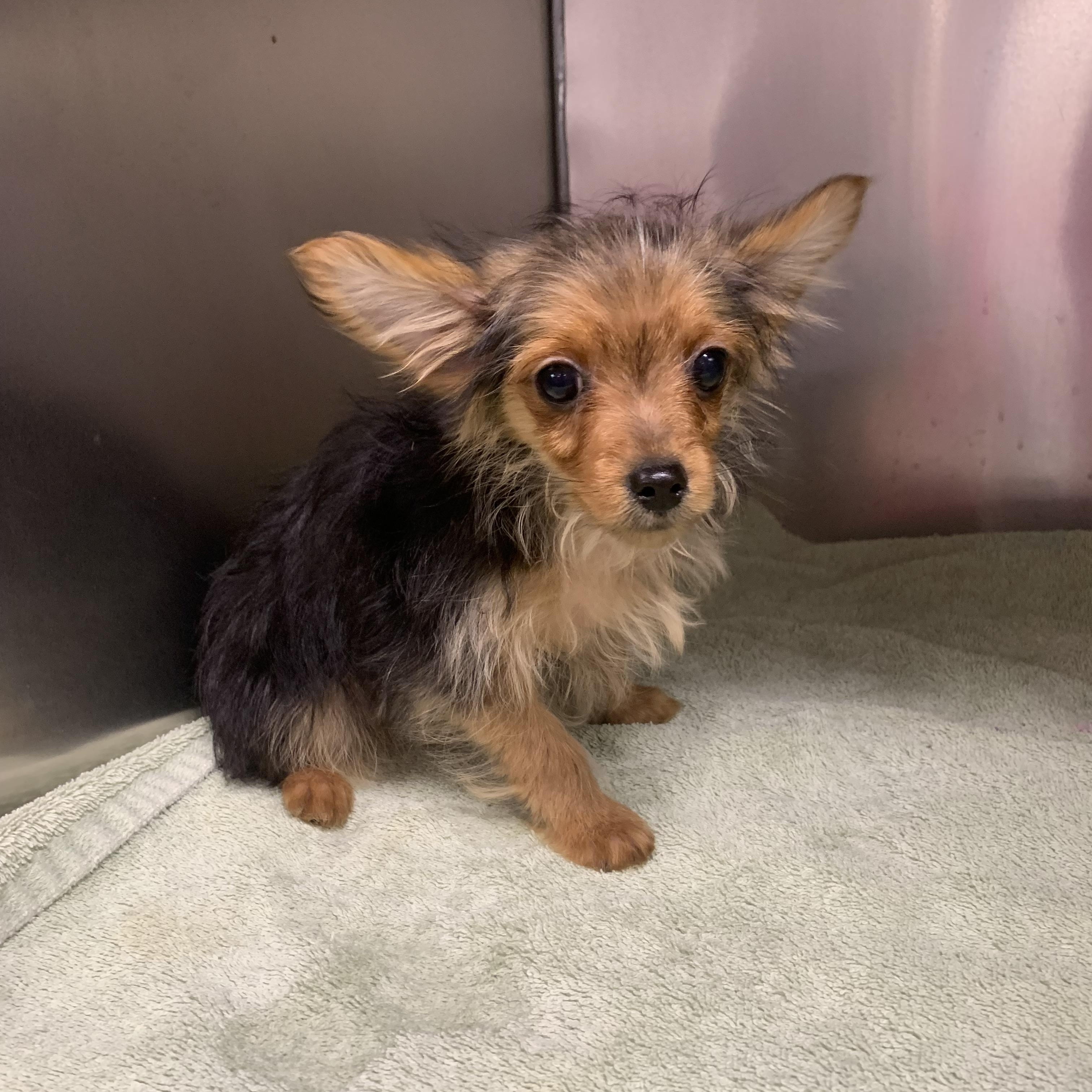 Willie , a ADOPTABLE Chorkie in Richmond, VA image 4/4