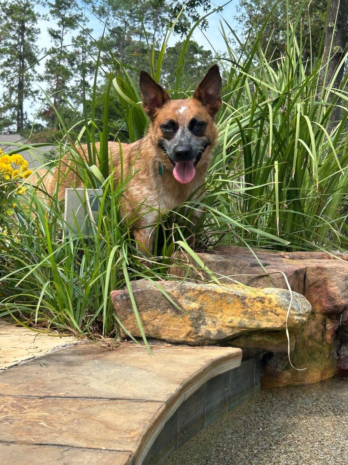 BAMBI, a Adoptable mixed breed in Kingwood, TX image 5/6