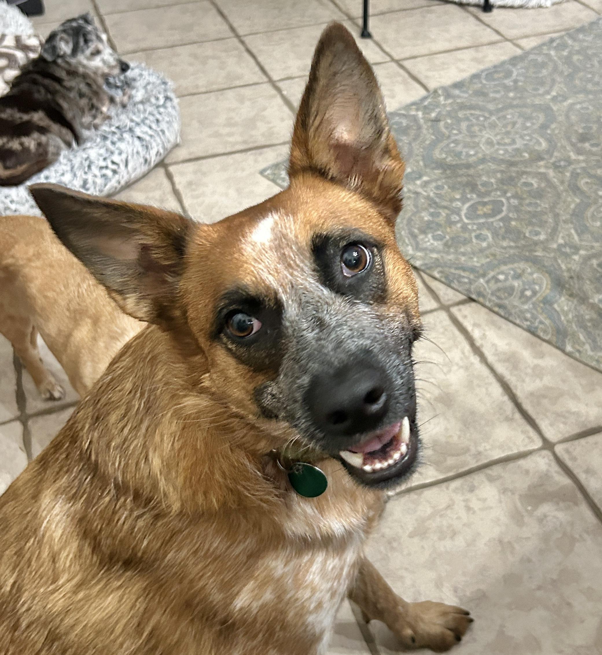 BAMBI, a Adoptable mixed breed in Kingwood, TX image 1/6