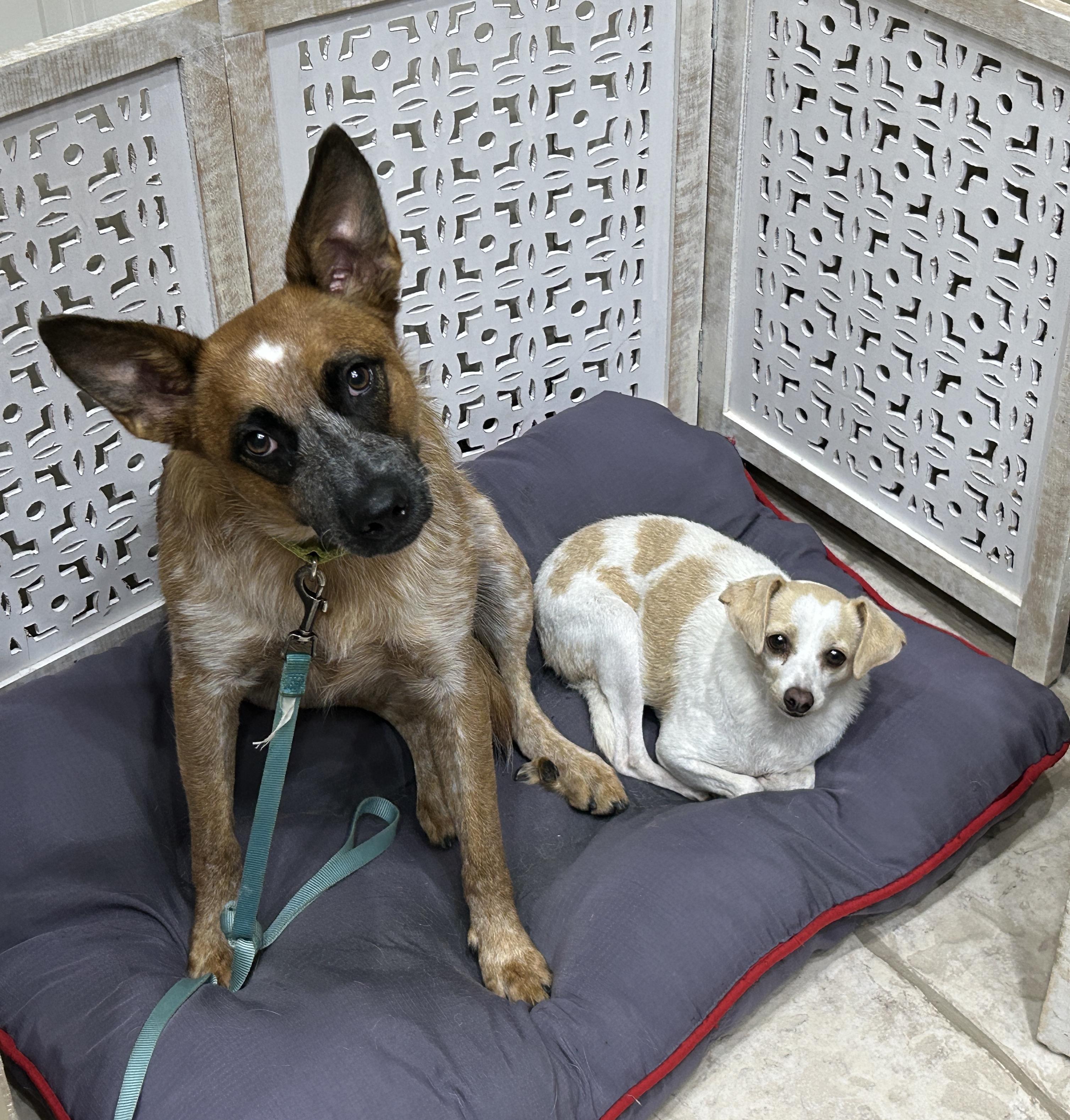 BAMBI, a Adoptable mixed breed in Kingwood, TX image 2/6