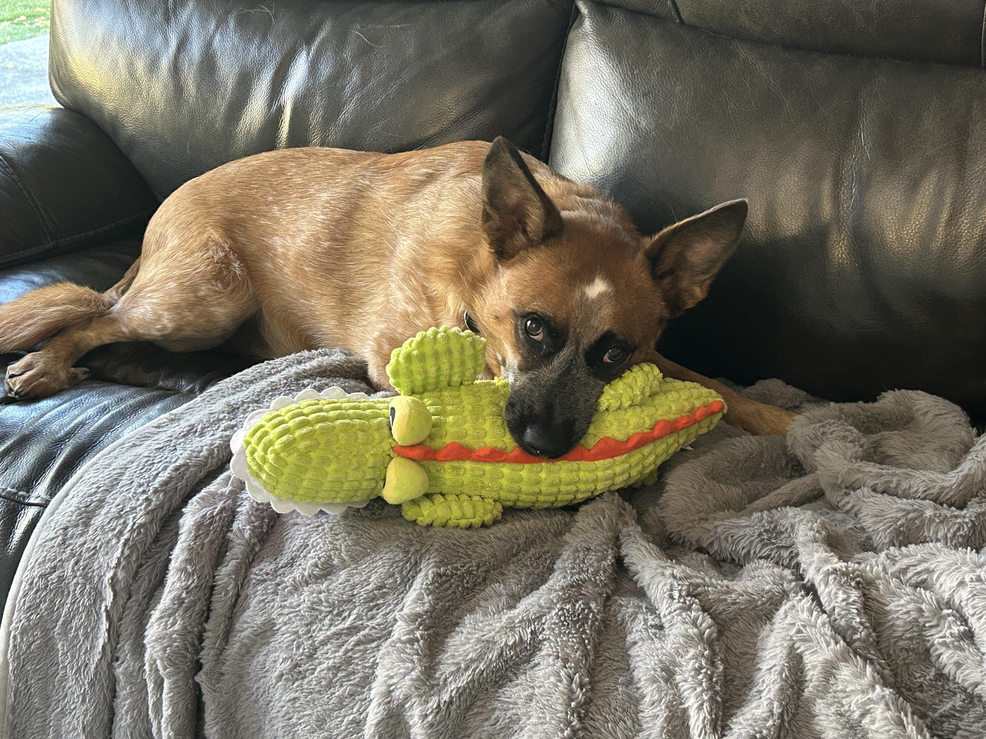 BAMBI, a Adoptable mixed breed in Kingwood, TX image 4/6