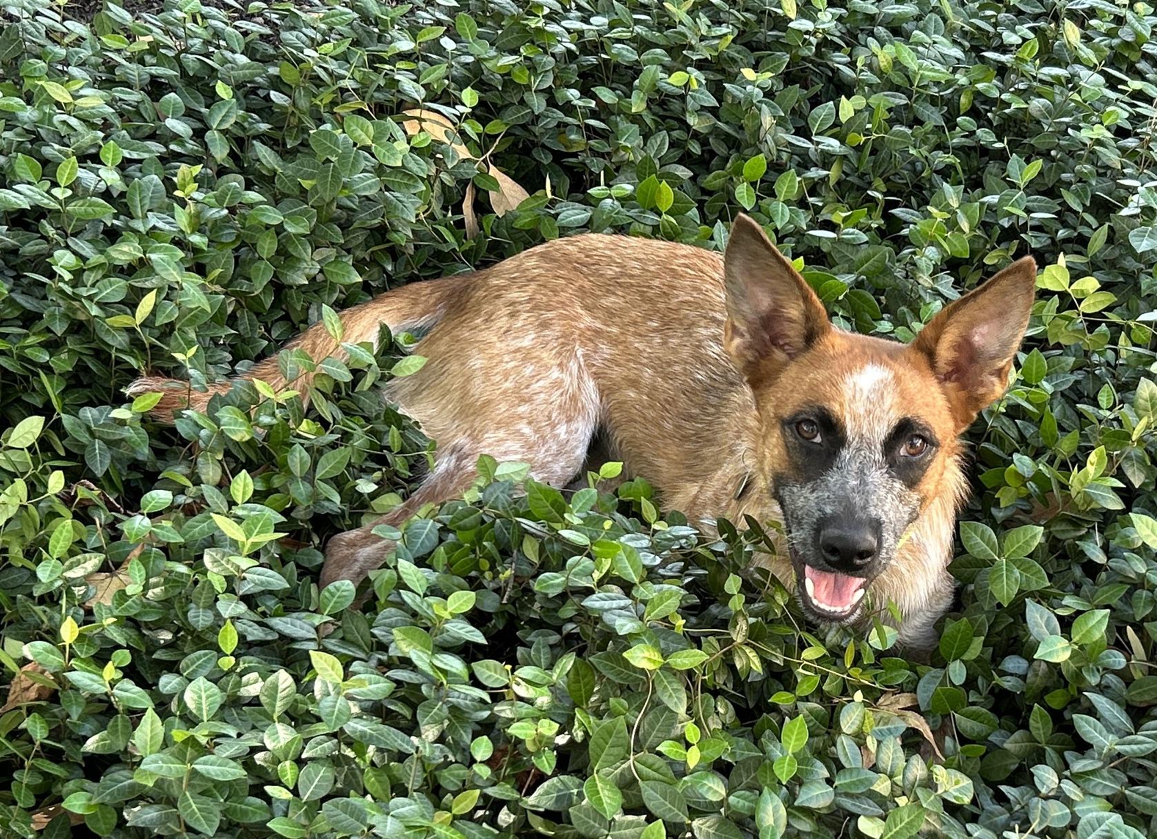 BAMBI, a Adoptable mixed breed in Kingwood, TX image 3/6